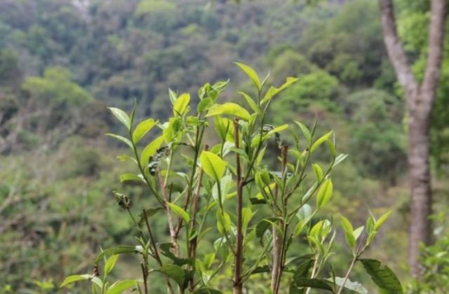 2023年勐庫那蕉古樹春茶品質(zhì)如何？