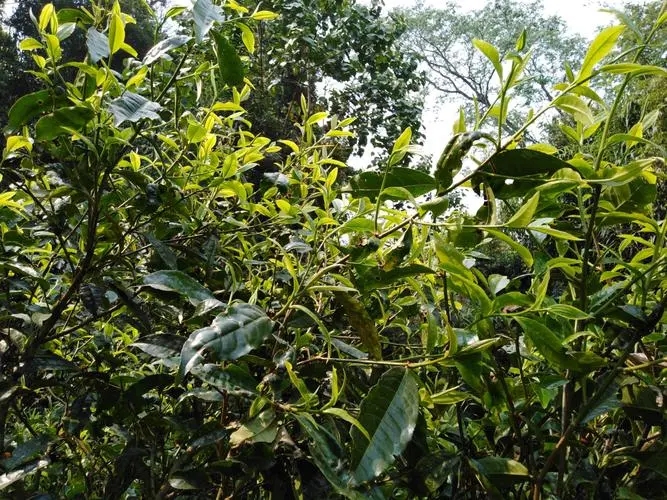 2023年勐庫(kù)河邊寨古樹(shù)特點(diǎn)是什么？