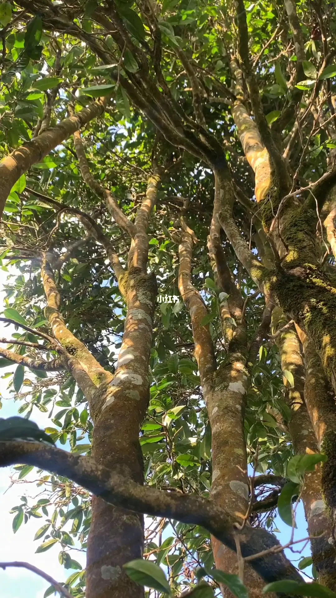 2023年勐庫河邊寨古樹春茶品質(zhì)如何？