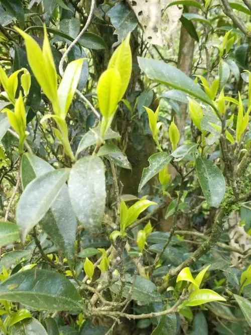 2023年勐庫河邊寨古樹春茶多少一公斤？