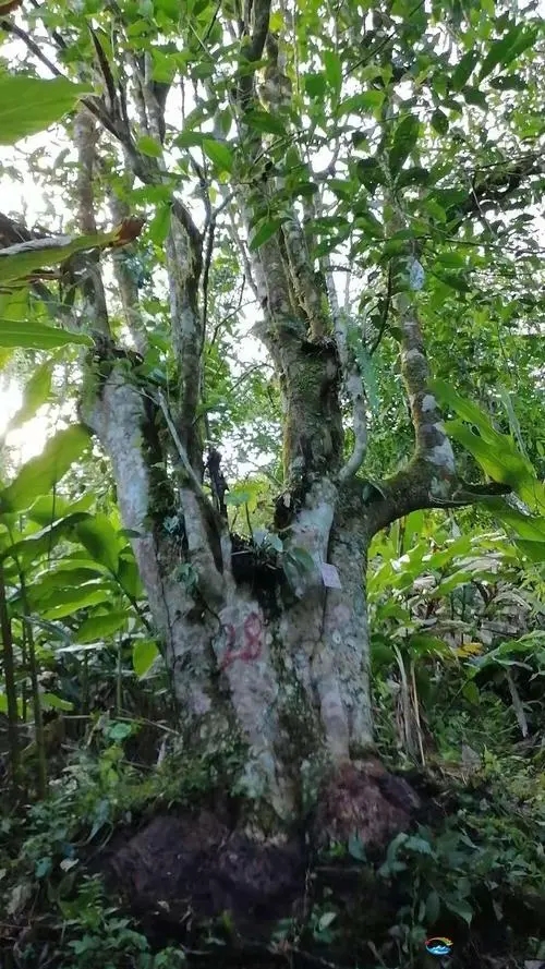 2023年麻栗坡古樹春茶品質(zhì)如何？