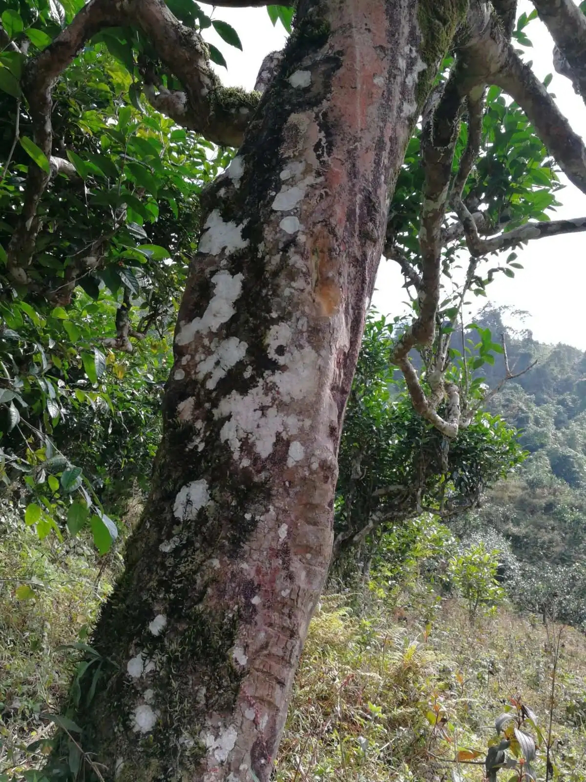 2023年麻栗坡古樹春茶特點是什么？