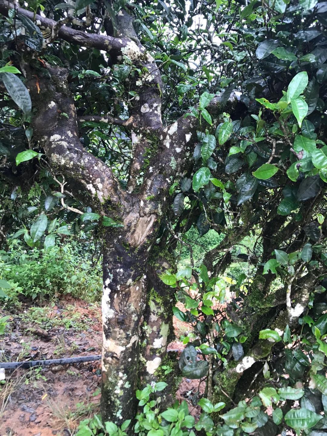 2023年麻栗坡古樹春茶價(jià)格是多少？