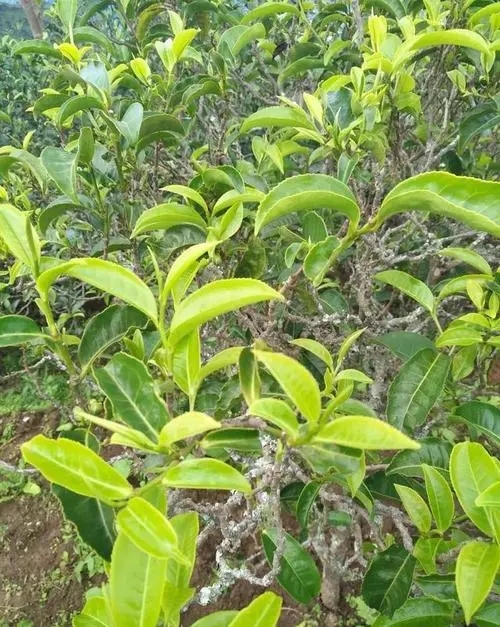 2023年鍋底塘古樹春茶品質(zhì)怎么樣？