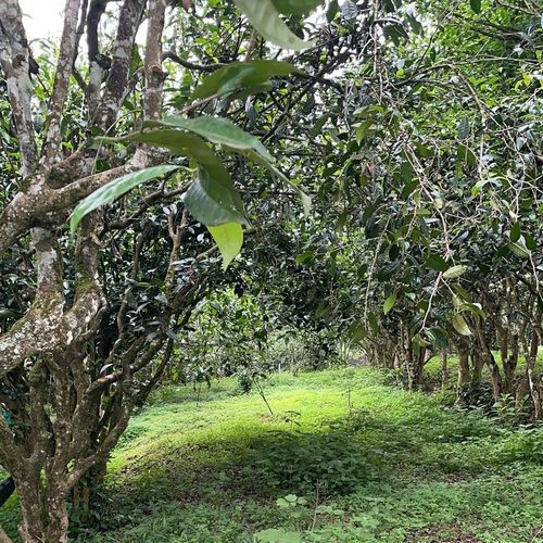 2023年永德大雪山古樹春茶特點(diǎn)是什么？