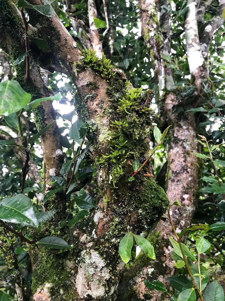 2023年永德大雪山古樹春茶品質(zhì)如何？