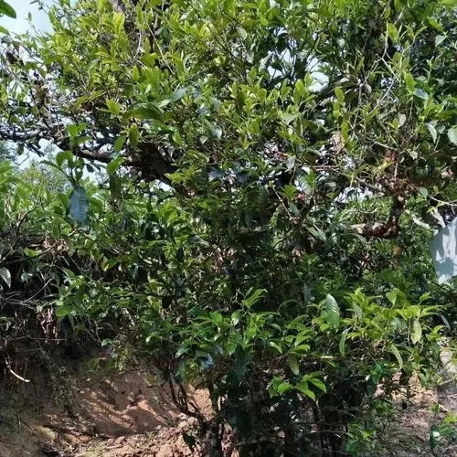 2023年永德大雪山古樹春茶口感怎么樣？