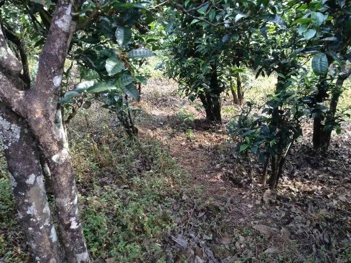 2023年永德大雪山古樹春茶價格是多少？