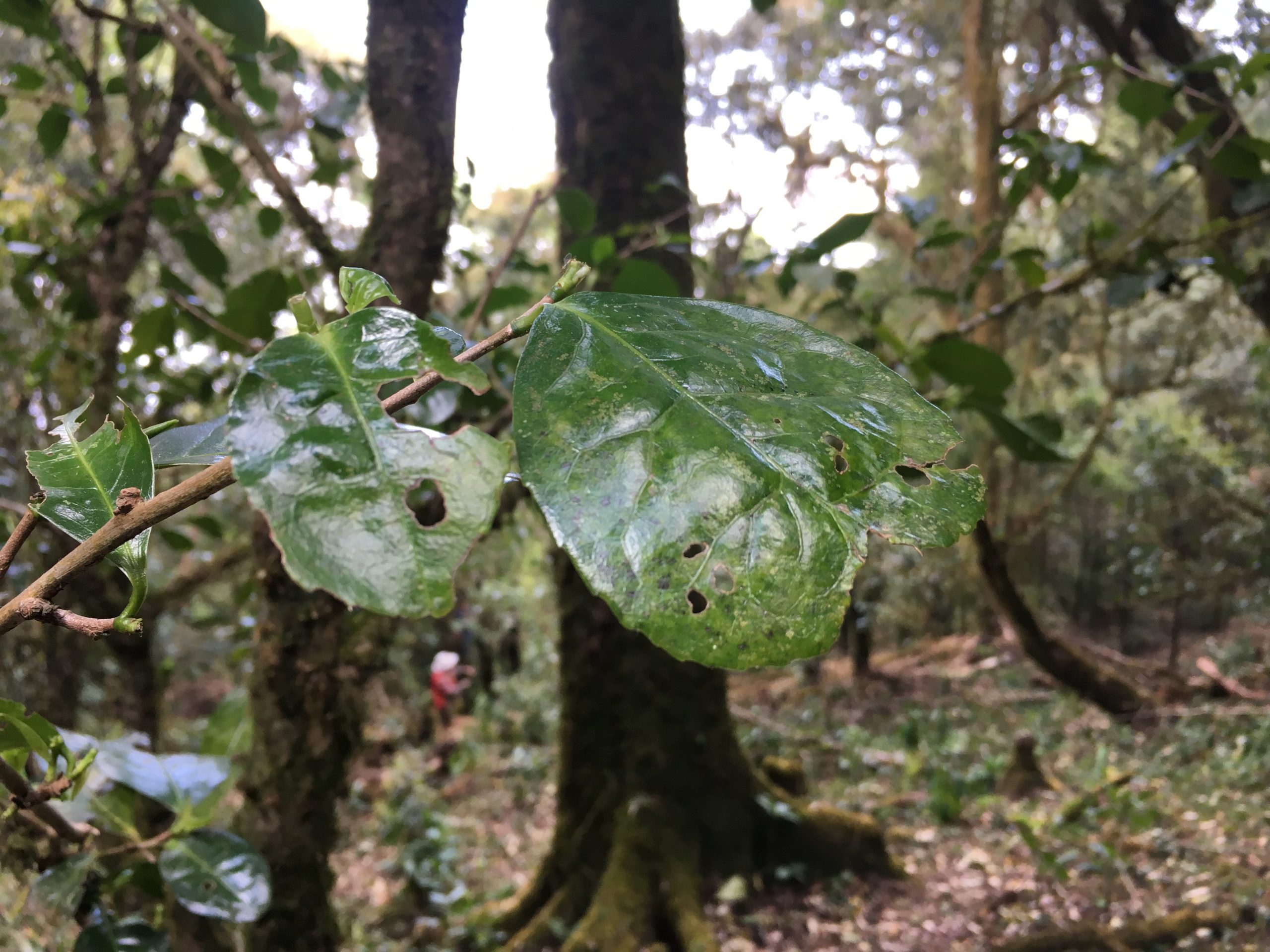 2023年永德大雪山古樹春茶多少一公斤？