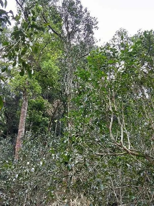 2023年多依樹古樹春茶品質(zhì)如何？