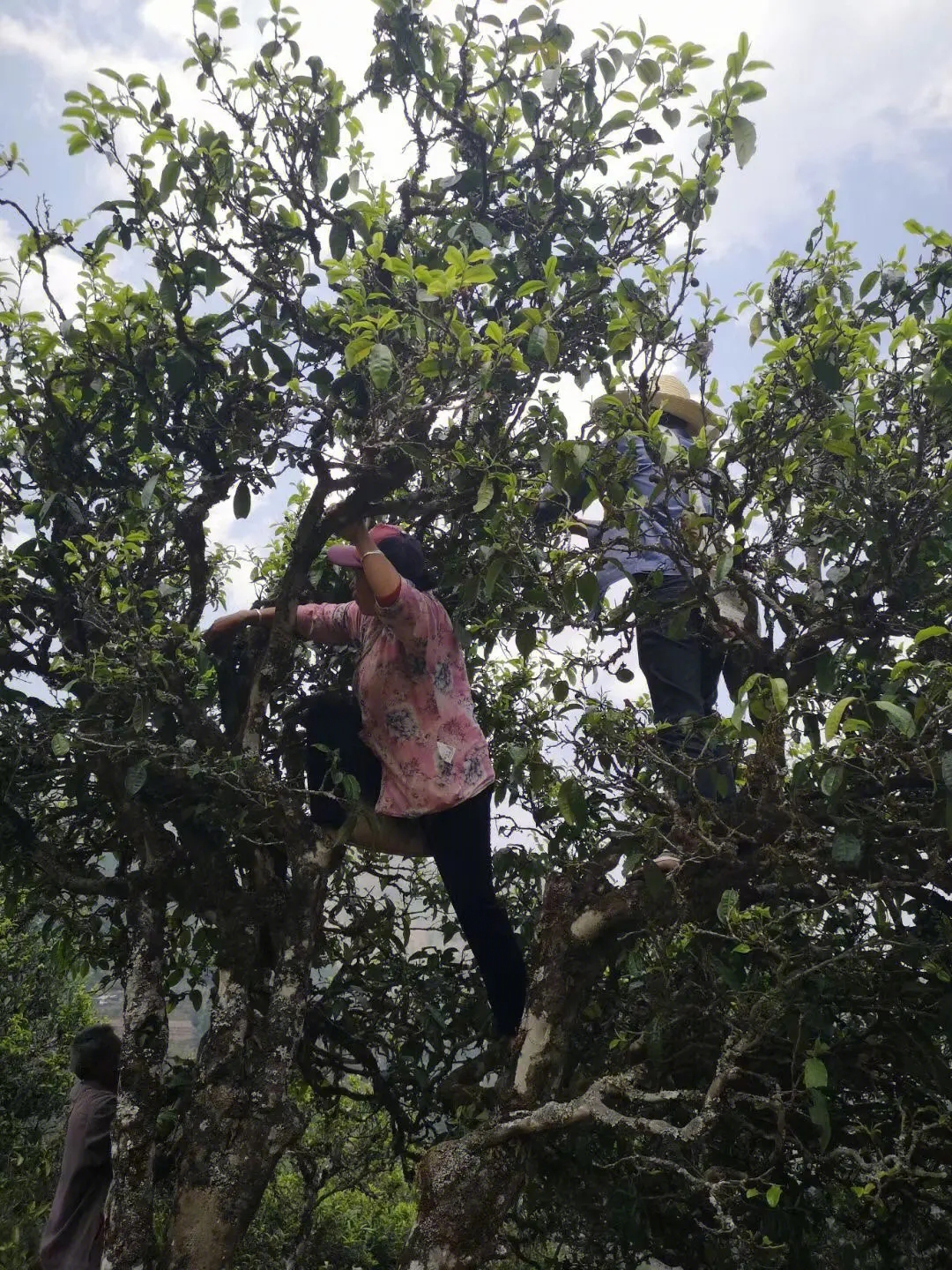 2023年寧洱擺尾箐古樹春茶特點(diǎn)是什么？