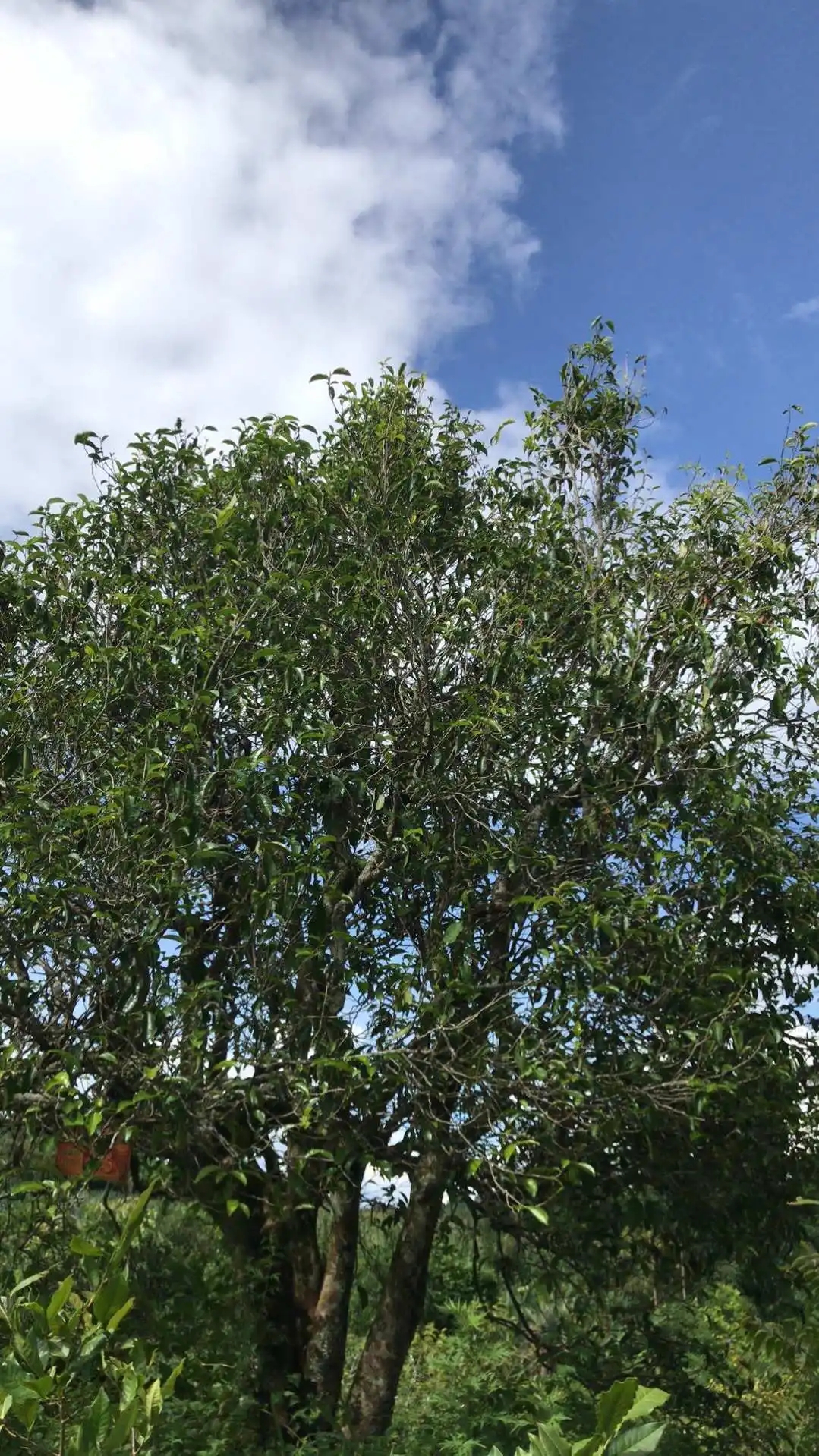 2023年鎮(zhèn)沅老烏山古樹春茶口感怎么樣？