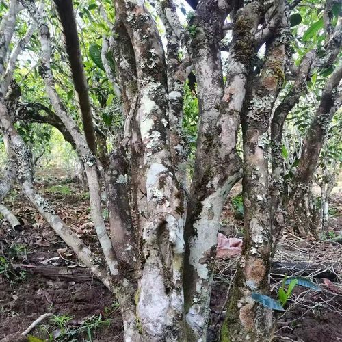 2023年鎮(zhèn)沅老烏山古樹春茶價(jià)格是多少？