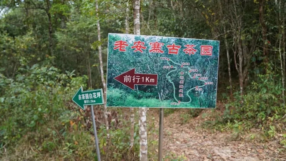 2023年普洱老安寨古樹春茶特點(diǎn)是什么？