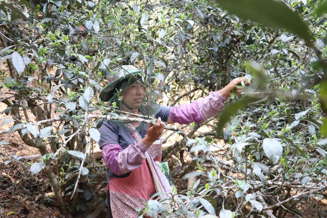 2023年普洱老安寨古樹春茶口感怎么樣？