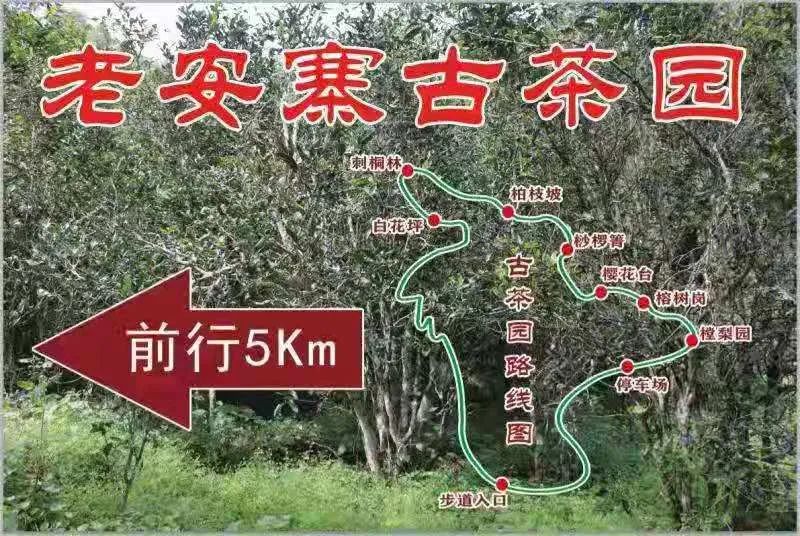 2023年普洱老安寨古樹春茶品質(zhì)如何？