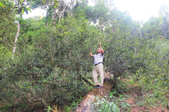 2023年普洱老安寨古樹春茶價(jià)格是多少？