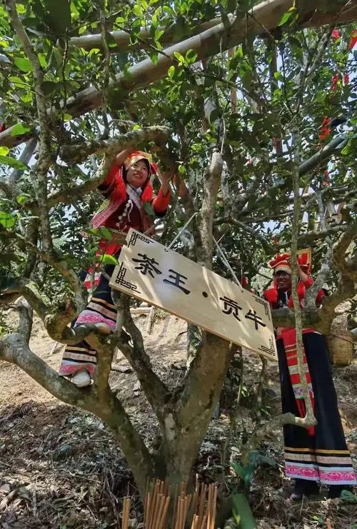 2023年普洱老安寨古樹春茶多少一公斤？