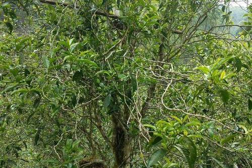 2023年千家寨古樹春茶口感怎么樣？