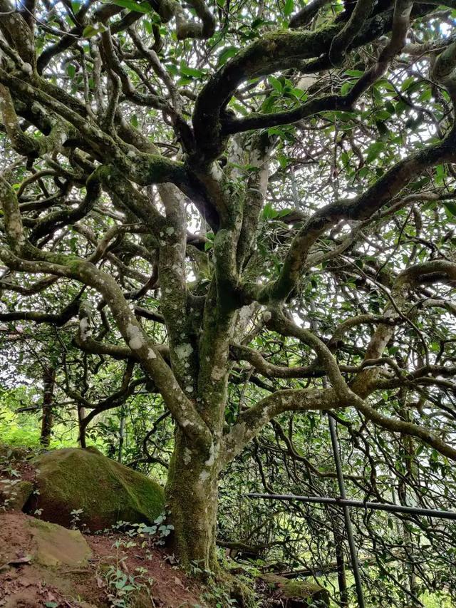 2023年千家寨古樹春茶品質(zhì)如何？