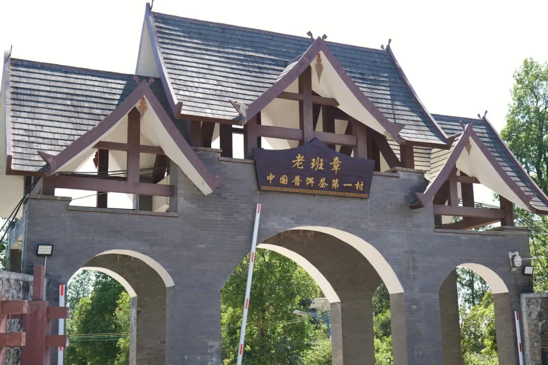 2024年老班章古樹春茶價格是多少？