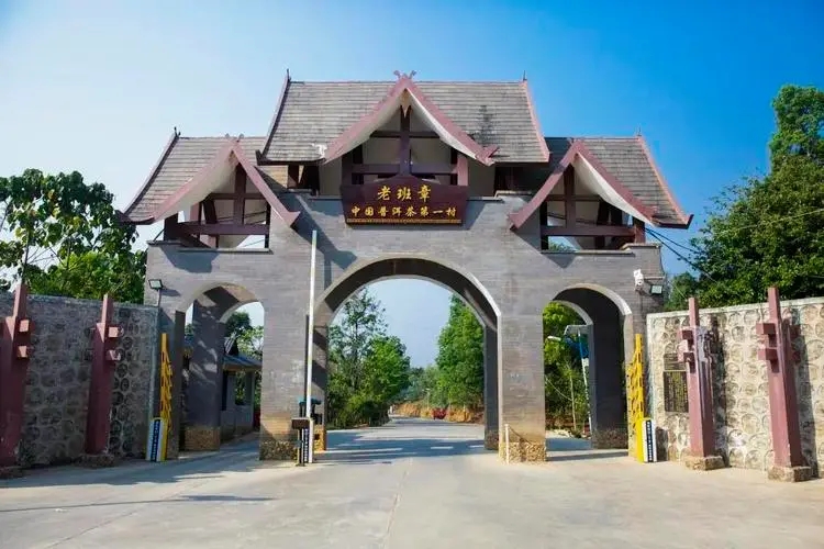 2024年老班章古樹春茶口感是什么？