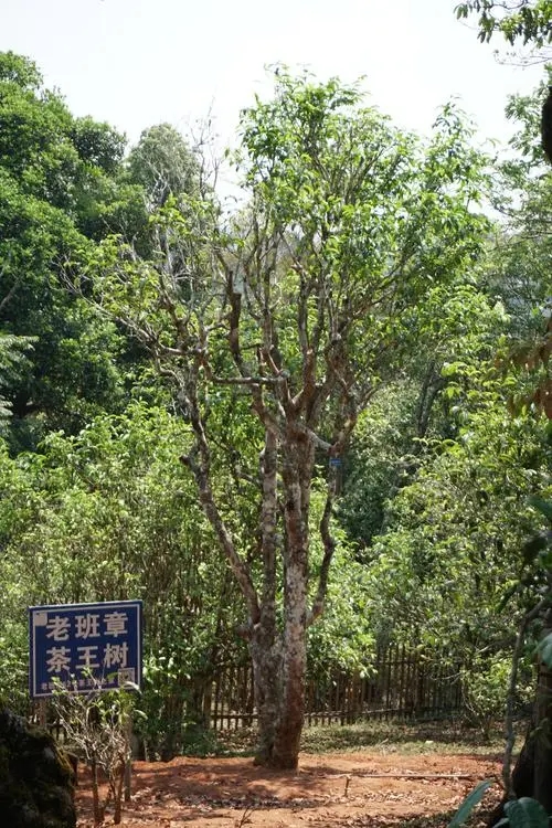 2024年老班章古樹(shù)春茶特點(diǎn)是什么？