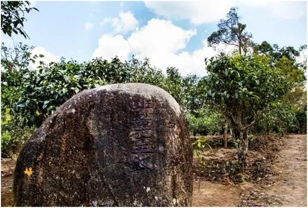 2024年老班章古樹春茶多少一公斤？