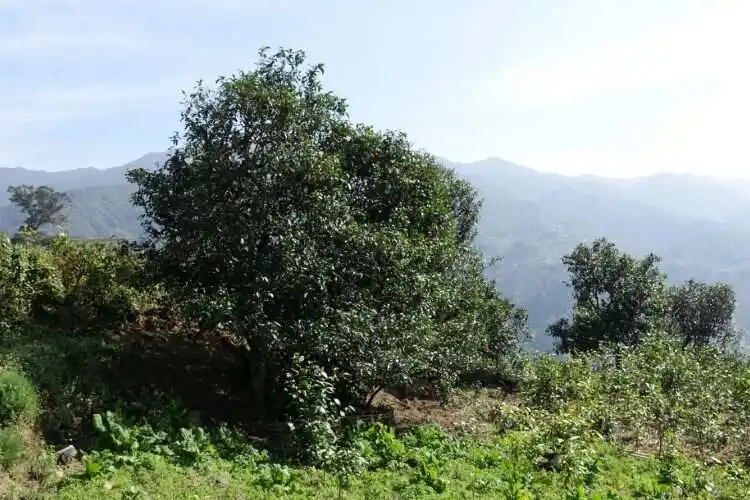 2024年冰島老寨古樹春茶特點(diǎn)是什么？