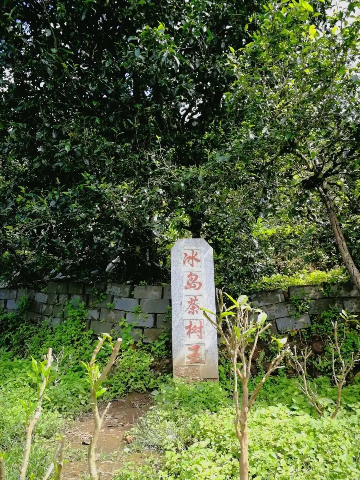 2024年冰島老寨古樹(shù)春茶價(jià)格多少？