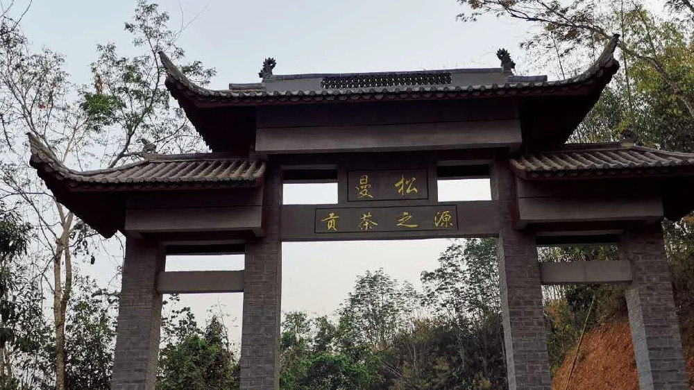 2024年曼松古樹(shù)春茶品質(zhì)如何？