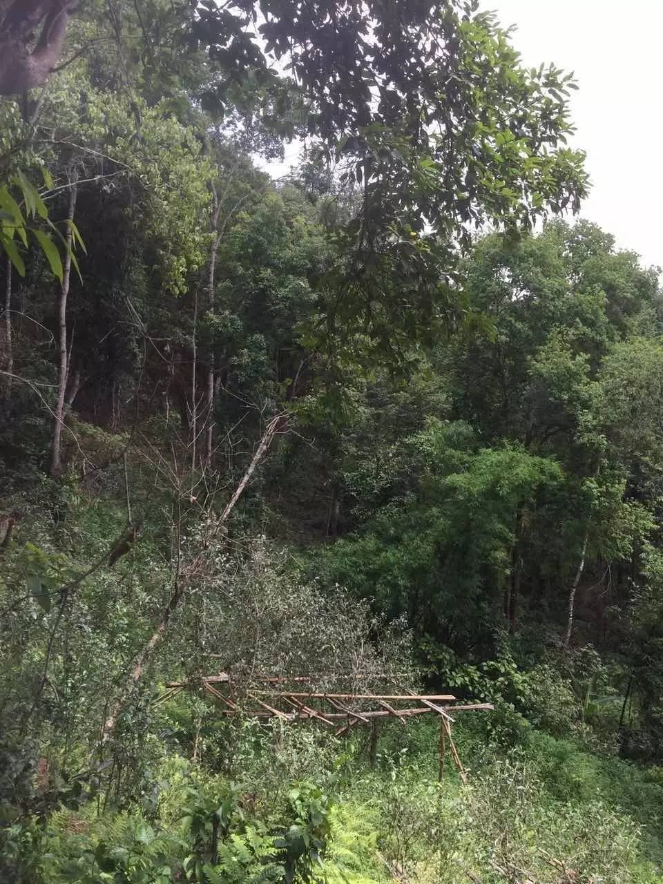 2024年曼松古樹春茶特點是什么？