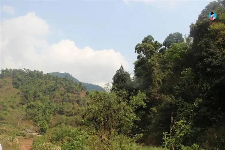 2024年薄荷塘古樹春茶品質怎么樣？