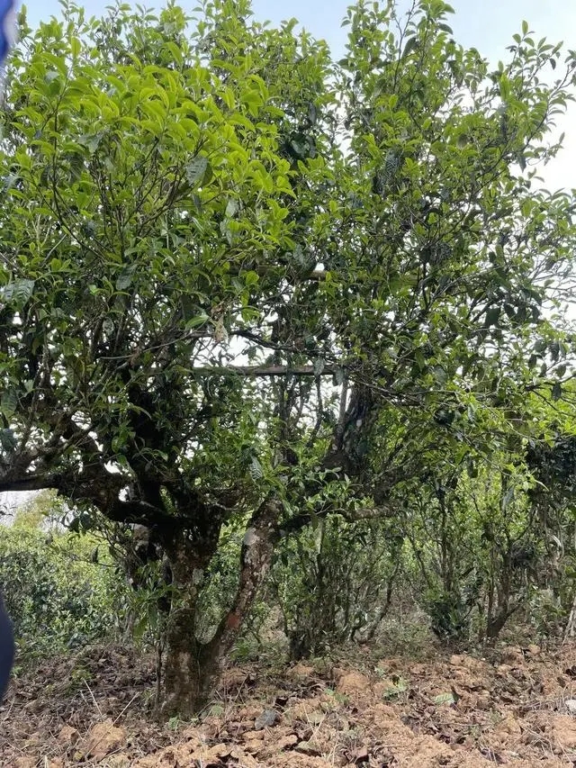 2024年薄荷塘古樹春茶價(jià)格是多少？