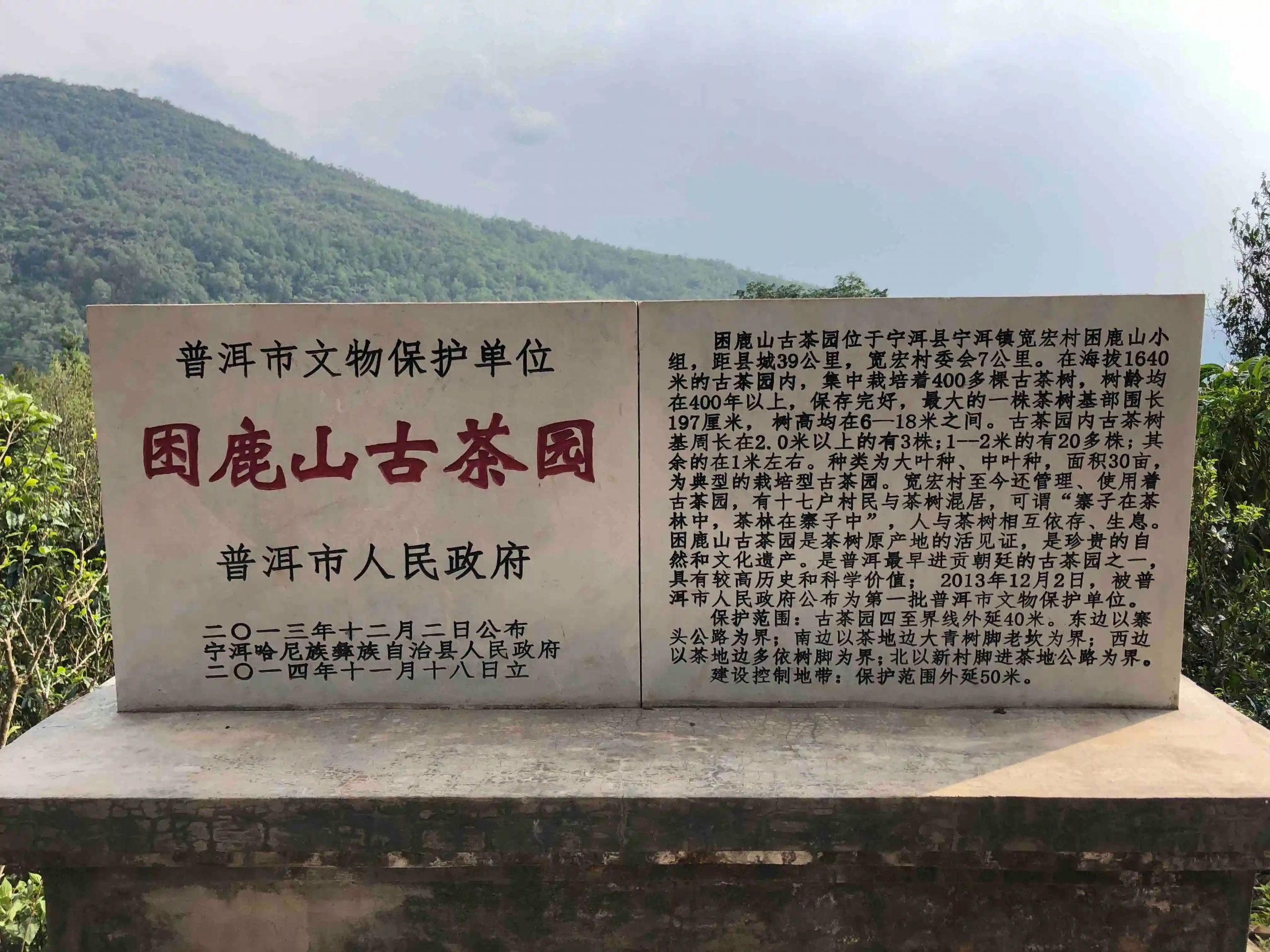 2024年困鹿山古樹春茶品質怎么樣？