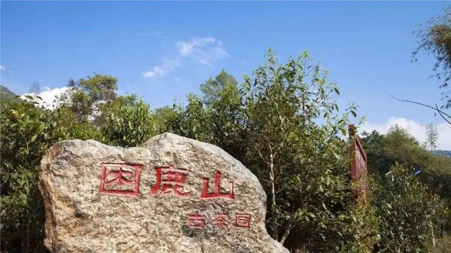 2024年困鹿山古樹春茶特點是什么？