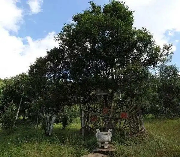 2024年困鹿山古樹春茶價(jià)格是多少？