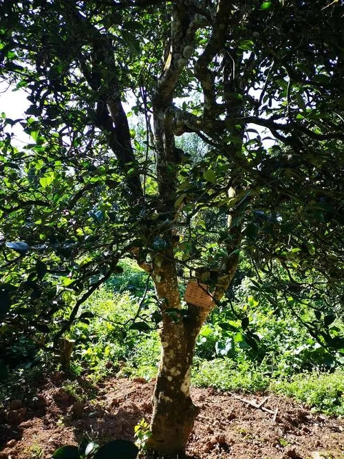 2024年困鹿山古樹春茶多少錢一公斤？