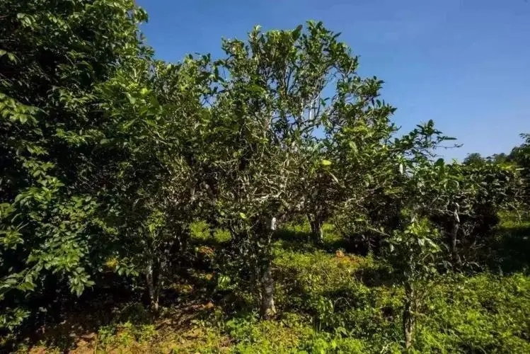 2024年迷帝古樹春茶特點(diǎn)是什么？