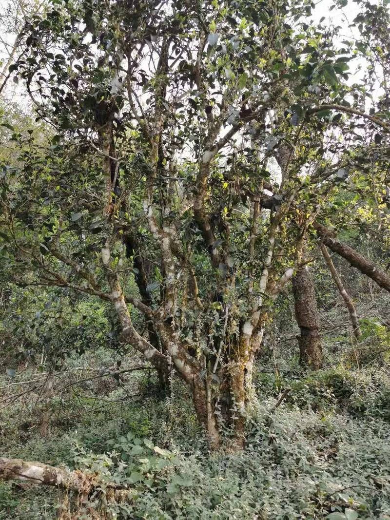 2024年迷帝古樹春茶口感如何？