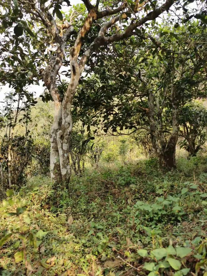 2024年迷帝古樹春茶品質(zhì)怎么樣？