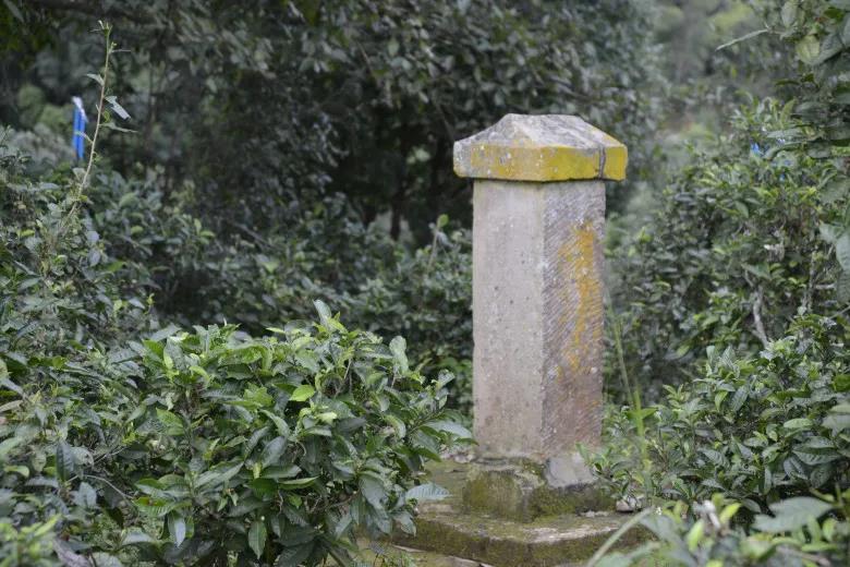 2024年迷帝古樹春茶價(jià)格是多少？