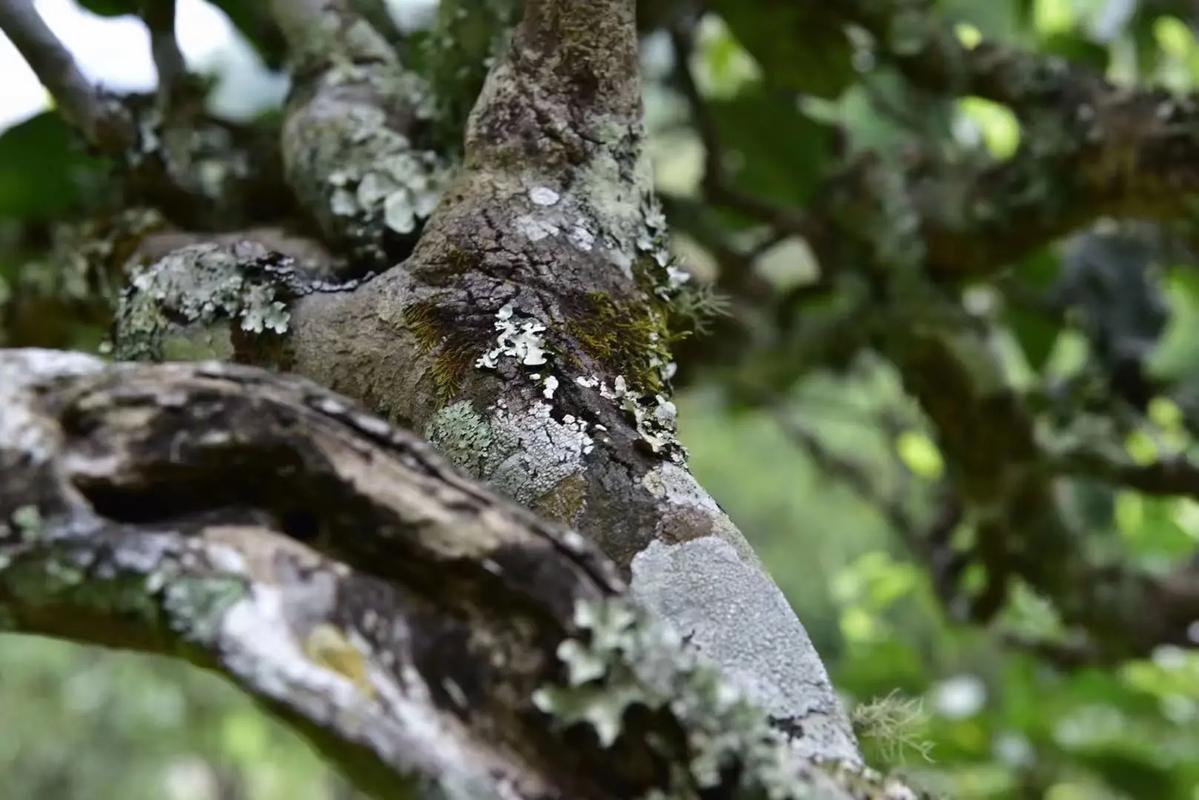 2024年迷帝古樹春茶多少錢一公斤？