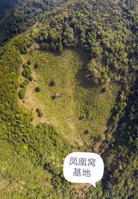 2024年墨江鳳凰窩古樹春茶口感如何？