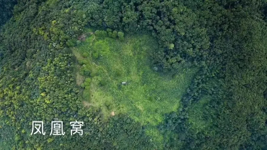 2024年墨江鳳凰窩古樹春茶多少錢一公斤？