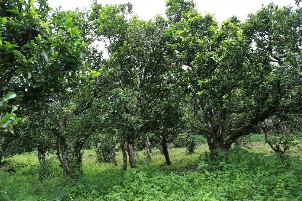 2024年昔歸古樹春茶價(jià)格是多少？