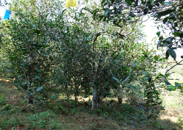 2024年昔歸古樹春茶多少錢一公斤？