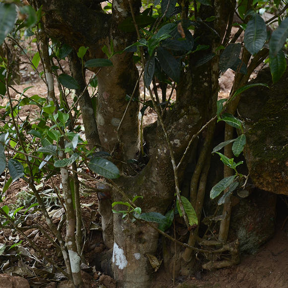 2024年磨烈古樹春茶口感怎么樣？