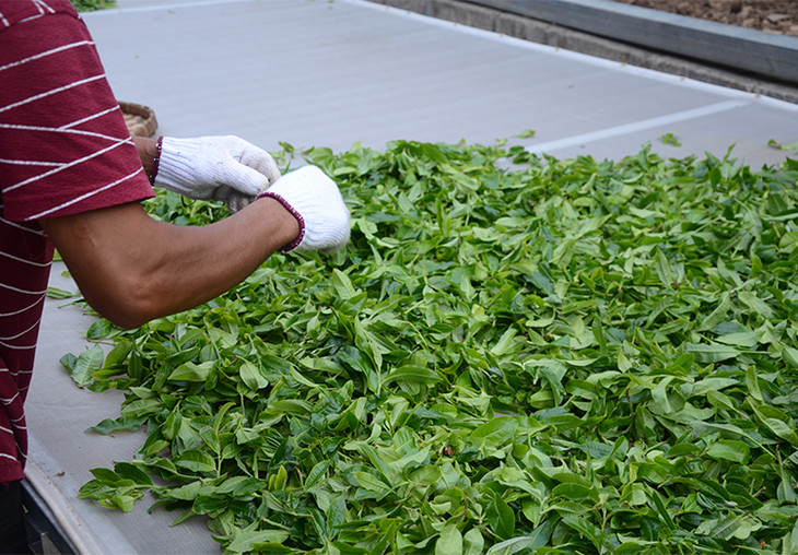 2024年磨烈古樹春茶特點(diǎn)是什么？