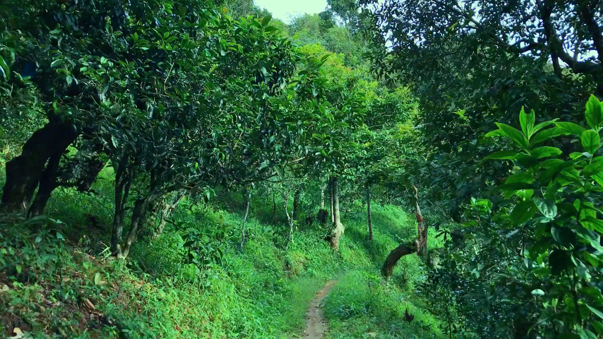 2024年磨烈古樹春茶品質(zhì)如何？